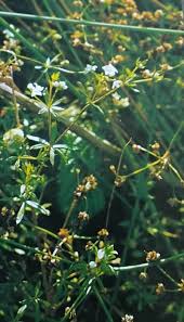 Attēlu rezultāti vaicājumam “Galium uliginosum”