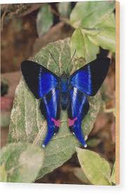 Attēlu rezultāti vaicājumam “Riodinidae”