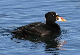 Image result for Melanitta perspicillata