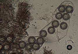 Attēlu rezultāti vaicājumam “Pachyphloeus melanoxanthus”