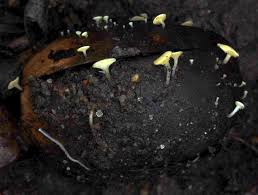 Attēlu rezultāti vaicājumam “Hymenoscyphus fructigenus”