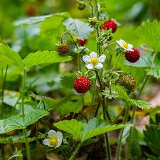 Attēlu rezultāti vaicājumam “Fragaria vesca flower”
