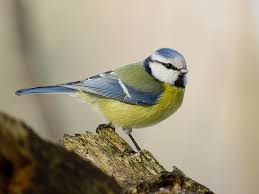Image result for Cyanistes caeruleus