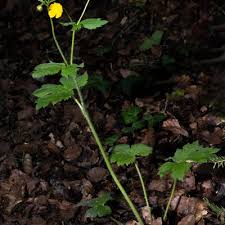 Attēlu rezultāti vaicājumam “Ranunculus lanuginosus bud”