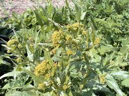 Attēlu rezultāti vaicājumam “Bunias orientalis”