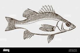 Image result for Morone americana