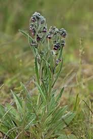 Attēlu rezultāti vaicājumam “Cynoglossum officinale flower”
