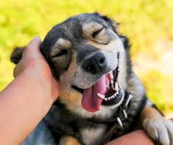 Afbeeldingsresultaat voor honden