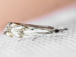 Attēlu rezultāti vaicājumam “Catoptria falsella”