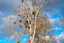 Attēlu rezultāti vaicājumam “Orthotrichum speciosum sporophyte”
