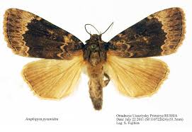 Attēlu rezultāti vaicājumam “Amphipyra pyramidea”