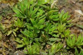 Attēlu rezultāti vaicājumam “Pogonatum dentatum”