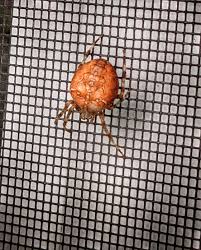 Attēlu rezultāti vaicājumam “Araneus marmoreus”