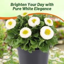 Attēlu rezultāti vaicājumam “Bellis perennis bud”