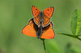 Attēlu rezultāti vaicājumam “Lycaeniinae”