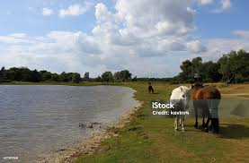 Image result for New Forest/Waterside