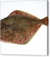 Image result for Pleuronectes platessa