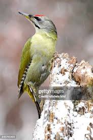 Attēlu rezultāti vaicājumam “Picus canus female”
