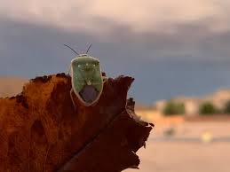 Attēlu rezultāti vaicājumam “Palomena prasina imago”