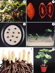 Attēlu rezultāti vaicājumam “Podophyllum hexandrum fruit”