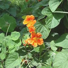 Attēlu rezultāti vaicājumam “Tropaeolum majus bud”