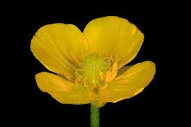 Attēlu rezultāti vaicājumam “Ranunculus auricomus leaf”