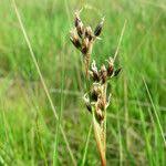 Attēlu rezultāti vaicājumam “Juncus squarrosus fruit”