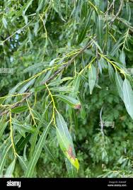 Attēlu rezultāti vaicājumam “Euura acutifoliae”