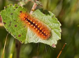 Attēlu rezultāti vaicājumam “Acronicta auricoma larva”