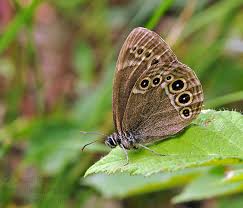 Attēlu rezultāti vaicājumam “Lopinga achine underside”