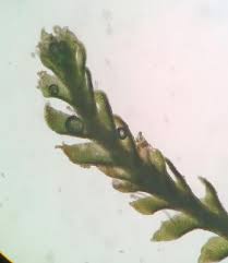 Attēlu rezultāti vaicājumam “Anastrophyllum minutum”