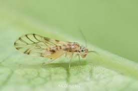 Attēlu rezultāti vaicājumam “Psocoptera”