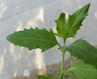 Attēlu rezultāti vaicājumam “Atriplex calotheca”