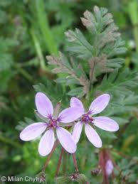 Attēlu rezultāti vaicājumam “Erodium cicutarium”