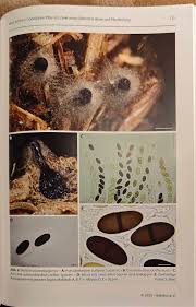 Attēlu rezultāti vaicājumam “Lycogala sphaeroconicum macro”