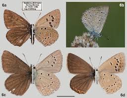 Attēlu rezultāti vaicājumam “Agrodiaetus amandus female”