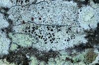 Attēlu rezultāti vaicājumam “Lecanora argentata”