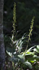 Attēlu rezultāti vaicājumam “Listera ovata leaf”