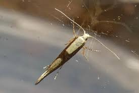 Attēlu rezultāti vaicājumam “Argyresthia semifusca”