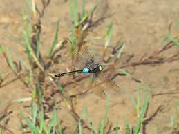 Attēlu rezultāti vaicājumam “Anax parthenope”