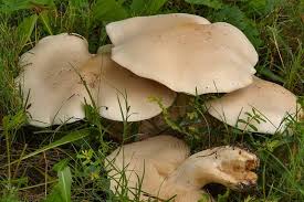 Image result for macrocybe titans