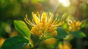 Attēlu rezultāti vaicājumam “Lonicera xylosteum flower”