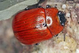 Attēlu rezultāti vaicājumam “Gonioctena viminalis”