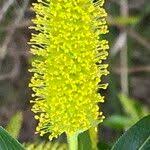 Attēlu rezultāti vaicājumam “Salix pentandra flower”