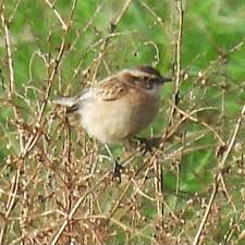 Attēlu rezultāti vaicājumam “Saxicola rubetra adult”