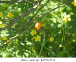 Attēlu rezultāti vaicājumam “Pilosella aurantiaca flower”
