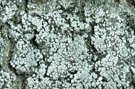 Attēlu rezultāti vaicājumam “Pertusaria flavida”