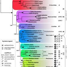 Attēlu rezultāti vaicājumam “Dianema nivale”