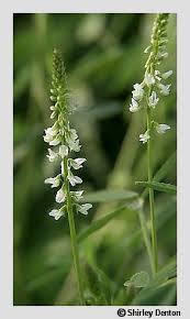 Attēlu rezultāti vaicājumam “Melilotus albus”