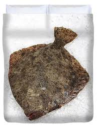 Image result for Scophthalmus maximus